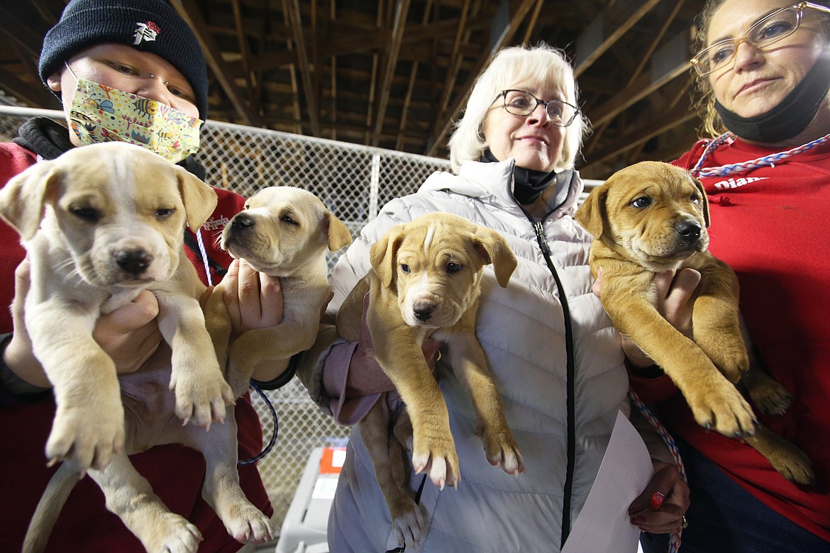 Kootenai Humane Society staff, from left, Pearl Warner, Debbie Jeffries and Diana Lillefloren. hold four puppies delivered Wednesday by Wings of Rescue.