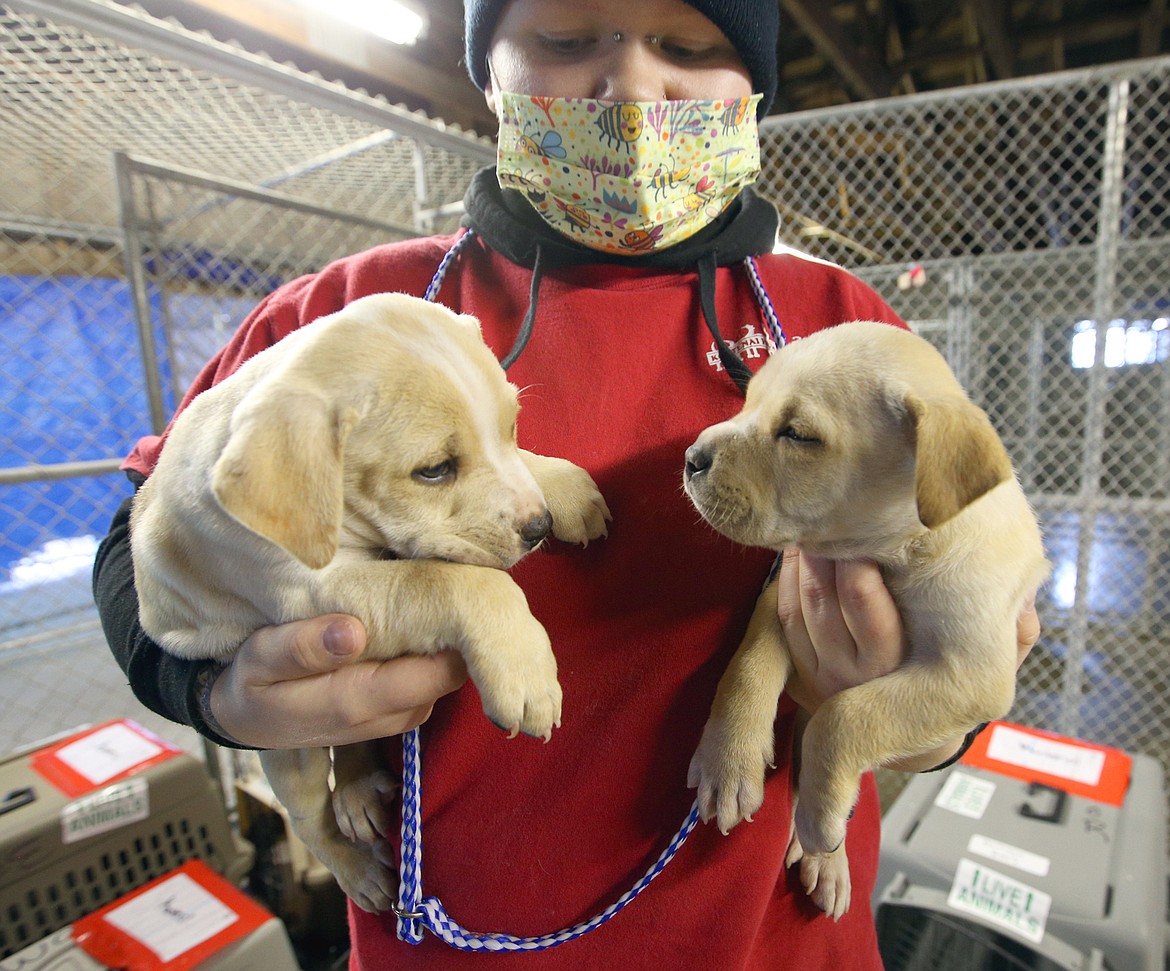 Pearl Warner with the Kootenai Humane Society with two puppies delivered to KHS by Wings of Rescue on Wednesday.