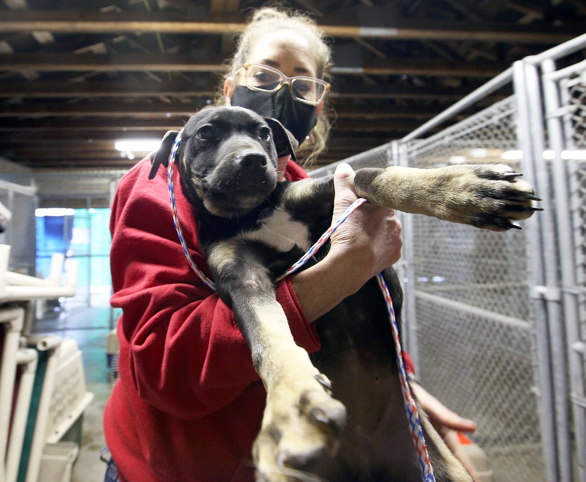 Diana Lillefloren with the Kootenai Humane Society carries a dog to its kennel at the shelter on Wednesday after it was delivered by Wings of Rescue.