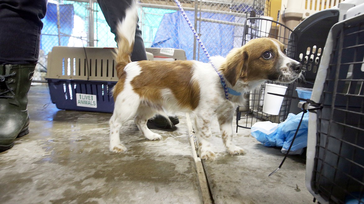 A dog looks around after leaving its kennel following its Wings of Rescue flight to the Kootenai Humane Society.