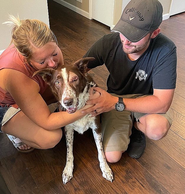 Reddington, a red border collie, was shot in the eye with a metal pellet in June. He's seen here with his owners, Jade and Christian Harlocker, after the damaged eye was removed.