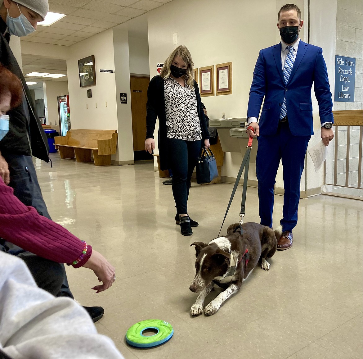 Reddington, an almost seven year old boarder collie, plays at the courthouse in Coeur d'Alene while owners Christian and Jade Harlocker watch. A sentencing set for Friday for a neighbor who pleaded guilty to shooting the dog in the eye with a pellet gun in June was postponed. HANNAH NEFF/Press