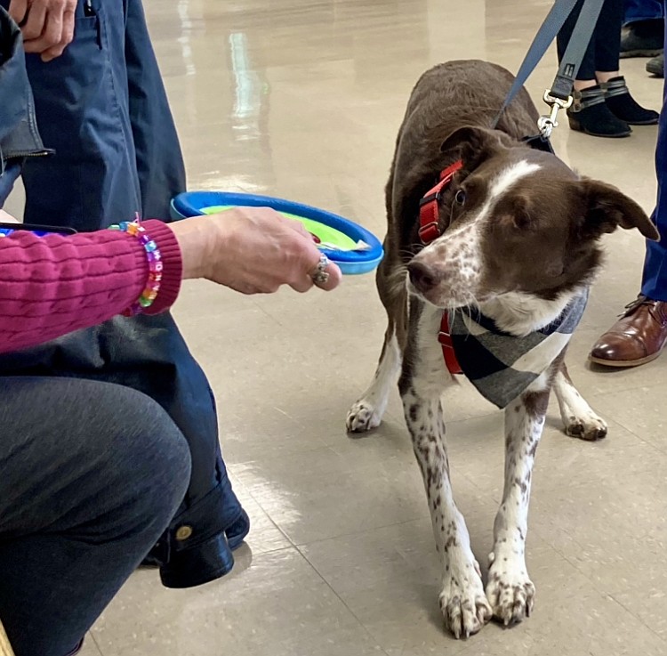 Reddington, an almost seven year old red border collie, plays at the courthouse on Friday. The sentencing for a neighbor who pleaded guilty to shooting the dog in June, causing the loss of an eye, was postponed. HANNAH NEFF/Press