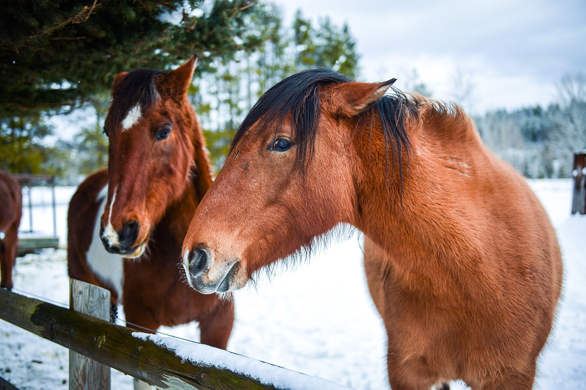 Two of the horses, Harold, left, and Annie at Come Alive Healing Adventures on Friday, Jan. 21. (Casey Kreider/Daily Inter Lake)