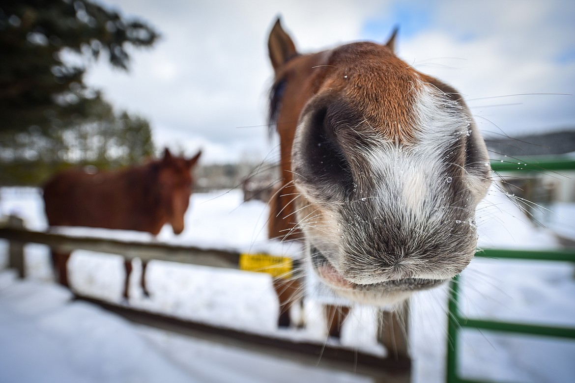 Two of the horses, Johnny Cash, left, and Annie, at Come Alive Healing Adventures on Friday, Jan. 21. (Casey Kreider/Daily Inter Lake)