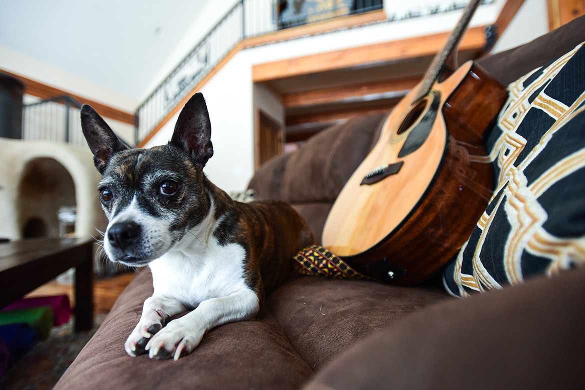 Barley, one of two resident dogs, relaxes on a couch at Come Alive Healing Adventures on Friday, Jan. 21. (Casey Kreider/Daily Inter Lake)