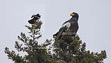 Rare eagle seen in Maine, wowing birders, might stay a bit