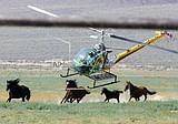 US plans more wild horse roundups this year than ever before