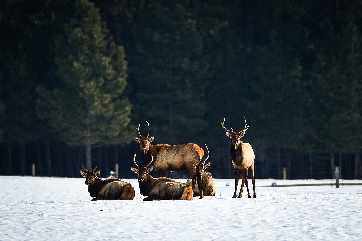 Five elk out of a herd of roughly fifty graze and bed down in a snow-covered field near Middle Road on Saturday, Jan. 22. (Casey Kreider/Daily Inter Lake)