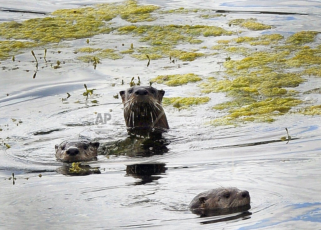 River otters scan the Heritage Park walking path on July 12, 2015, at Capitol Lake in Olympia, Wash. Idaho wildlife officials have approved expanding trapping for river otters despite widespread opposition. The Idaho Fish and Game Commission voted 7-1 Thursday, Jan. 27, 2022, to approve the plan that lifts trapping restrictions on the mainstem of the Middle Fork of the Clearwater River, mainstem of the Snake River and mainstem of the main Salmon River. (Steve Bloom/The Olympian via AP, File)
