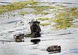 Idaho wildlife officials expand river otter trapping
