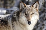 Idaho wolf population holding steady, wildlife officials say