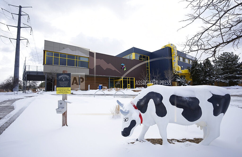 Hopscotch, a chalkboard cow, stands alone in a light snow outside the Children's Museum of Denver at Marsico Campus Thursday, Jan. 27, 2022, in Denver. The popular museum temporarily closed on Wednesday because of escalating harassment of staff by adult visitors angry over a city-ordered mandate requiring anyone age 2 and older to wear a mask in indoor public spaces. The museum will remain closed until Friday, Feb. 4. (AP Photo/David Zalubowski)