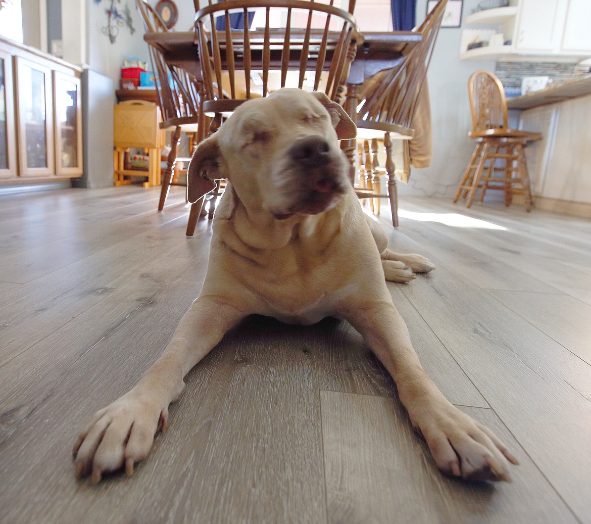 Pepper rests on the floor of the home of Fred and Chris Galten on Thursday.