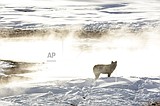 Montana weighs wolf hunt limits; 23 from Yellowstone killed
