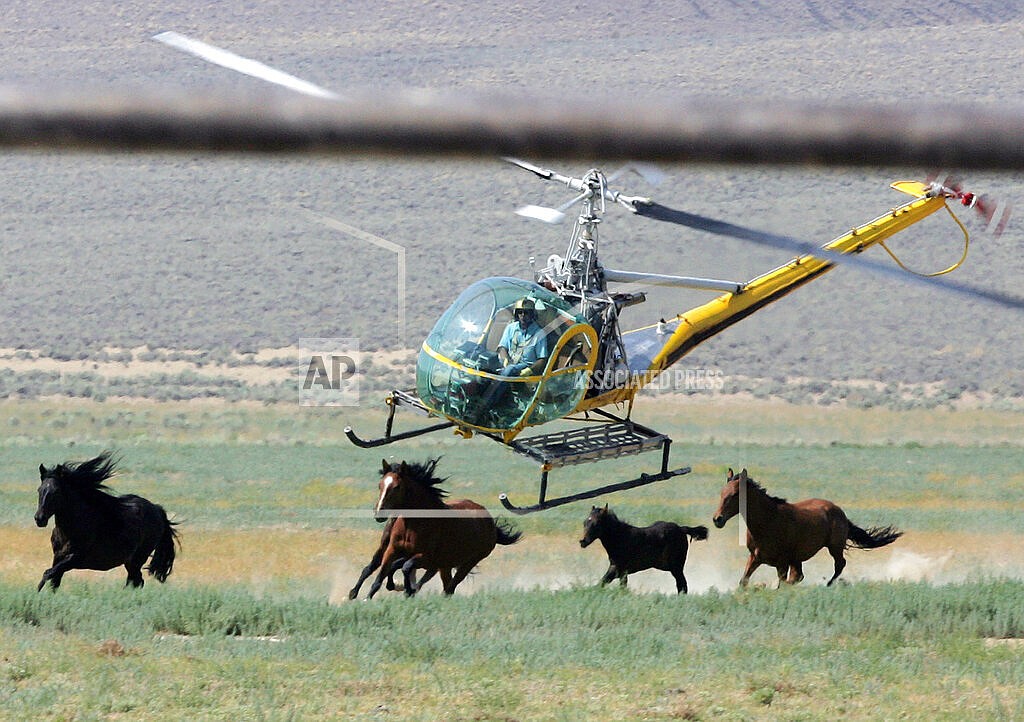 A livestock helicopter pilot rounds up wild horses from the Fox & Lake Herd Management Area on July 13, 2008, in Washoe County, Nev., near the town on Empire, Nev. A federal judge is considering temporarily suspending the capture of wild horses in Nevada where their advocates say the federal government is “needlessly and recklessly” killing free-roaming mustangs in violation of U.S. laws.. (AP Photo/Brad Horn, File)