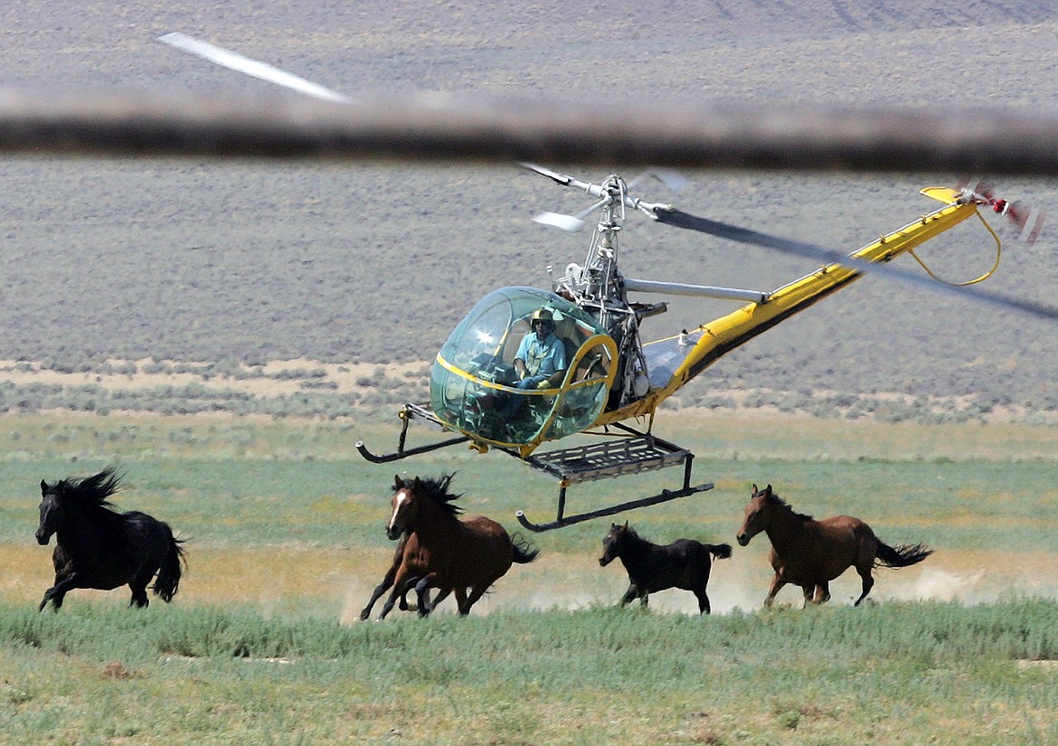 A livestock helicopter pilot rounds up wild horses from the Fox & Lake Herd Management Area on July 13, 2008, in Washoe County, Nev., near the town on Empire, Nev.