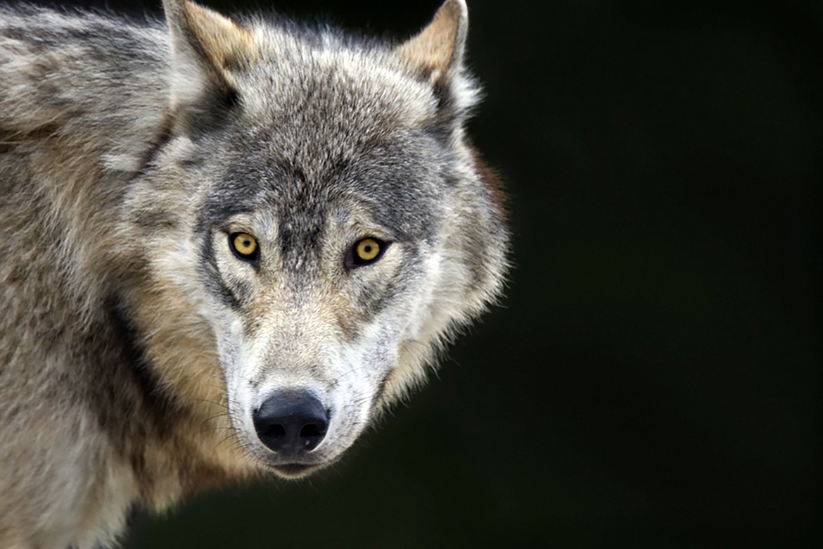 Groups go to court to get wolves relisted in Montana, Idaho and Wyoming ...