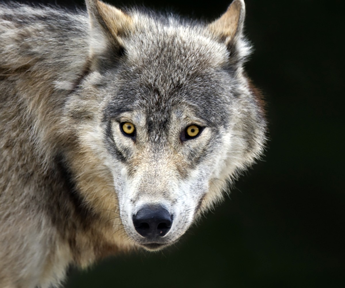 A Wolf Rapping Judge limits Montana wolf trapping season over threat to grizzly bears ...