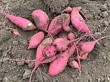 Sweet potatoes can be grown in Pacific Northwest