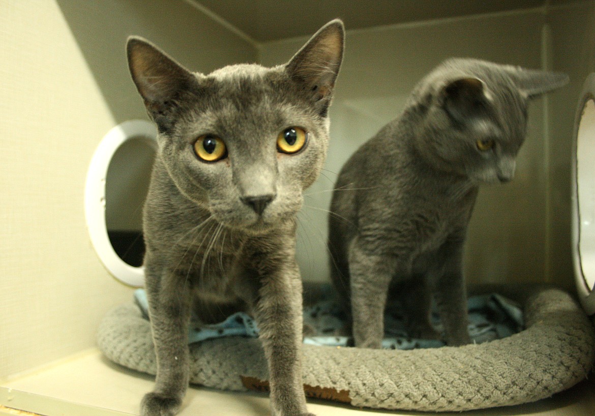 Brothers George and Gred sit in their cage at Grant County Animal Outreach in Moses Lake on Friday.