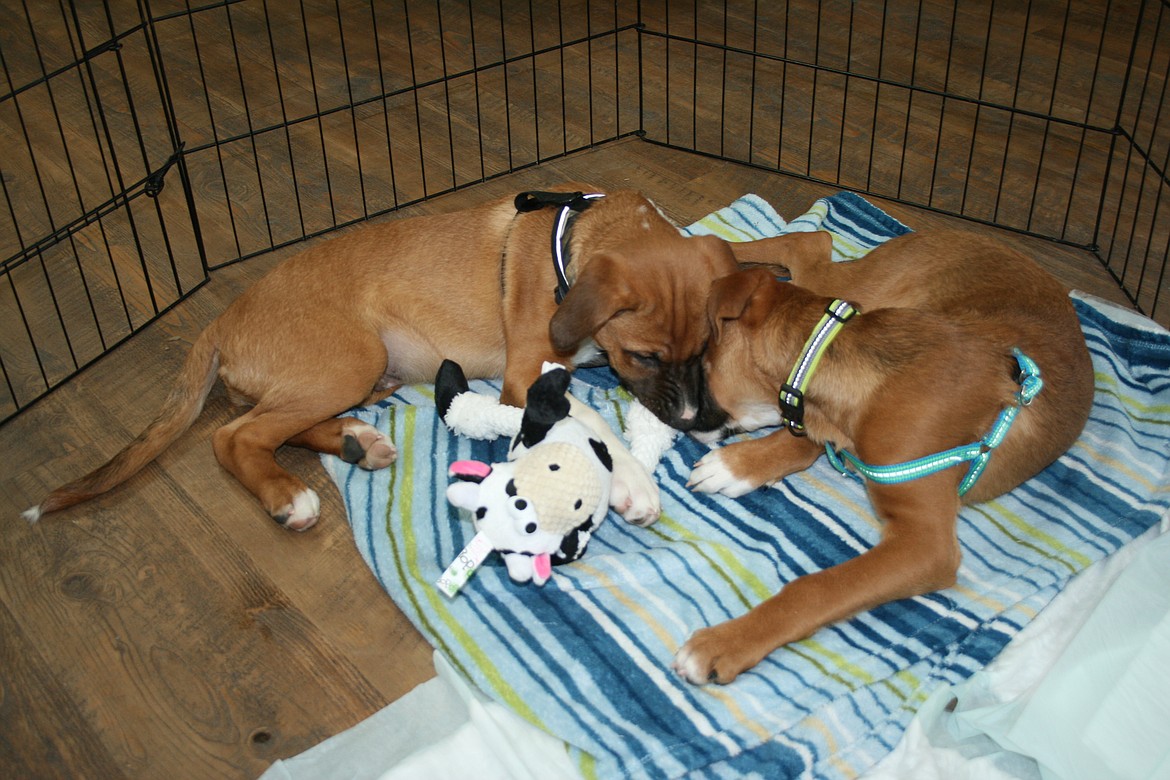 Puppies Albon and Arthon play with a new toy during an adoption event in Ephrata sponsored by Hands ’n Paws Animal Assistance on Saturday.