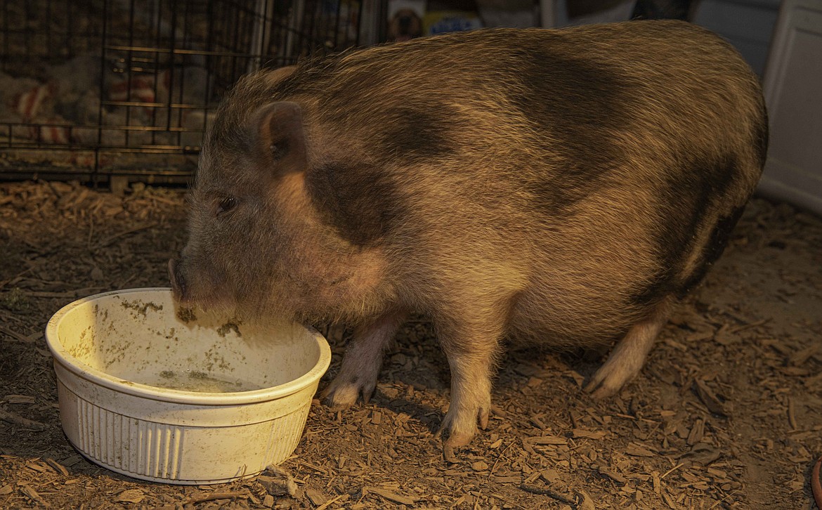 Sanders County residents helped rescue a small pig that was found injured near Hot Springs last week. They named the pig Ms. Wilburina. (Tracy Scott/Valley Press)