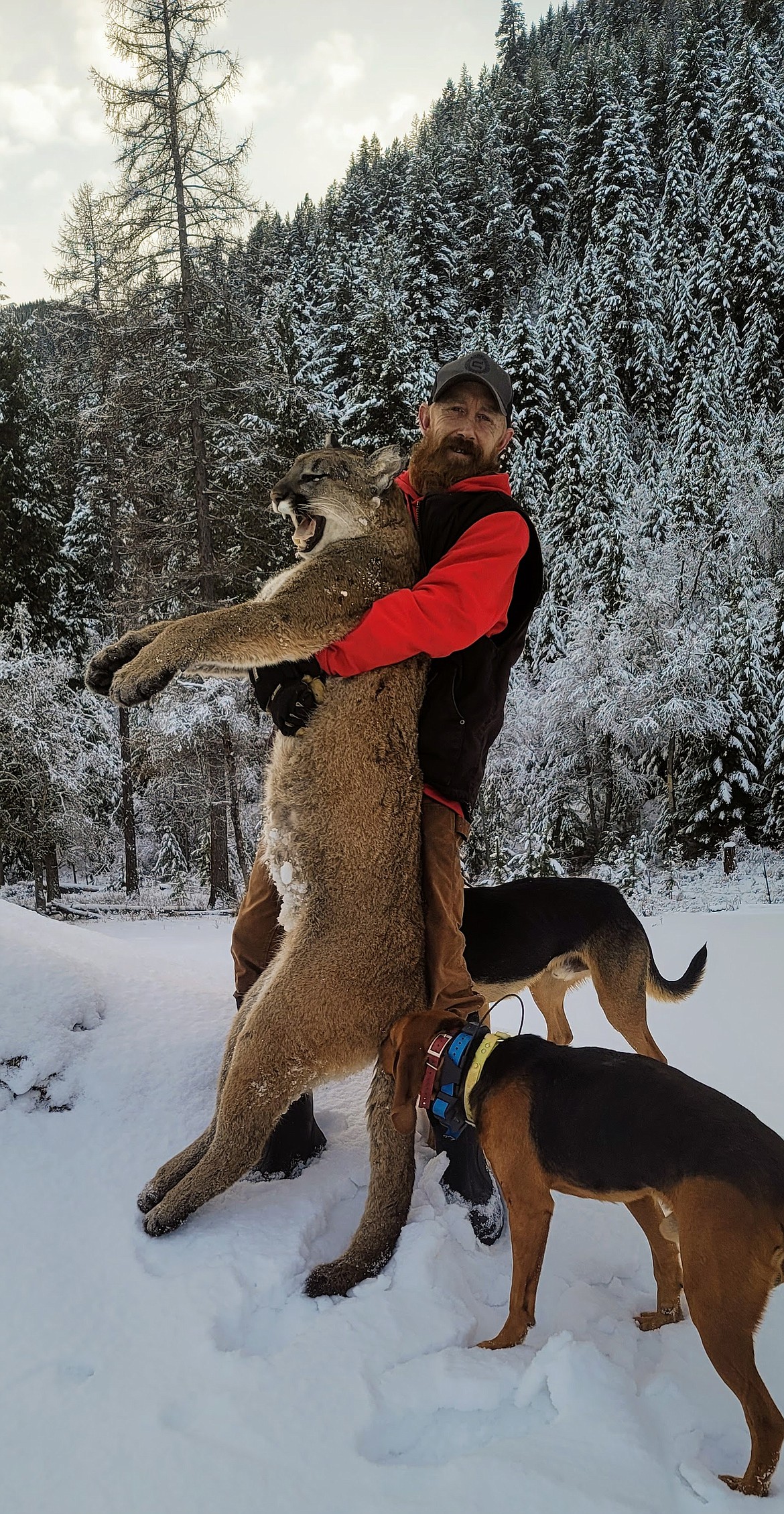 Kip Rugg, of Ruggs Outfitting company near Superior hoists his mountain lion he harvested from last February with his hounds at his side. (Photo courtesy Kip Rugg)