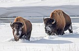 Yellowstone looks at new bison plan, less focus on slaughter