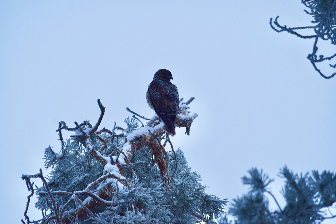 A hawk perches on a frosty, snow-covered branch in a pine tree south of Moses Lake.