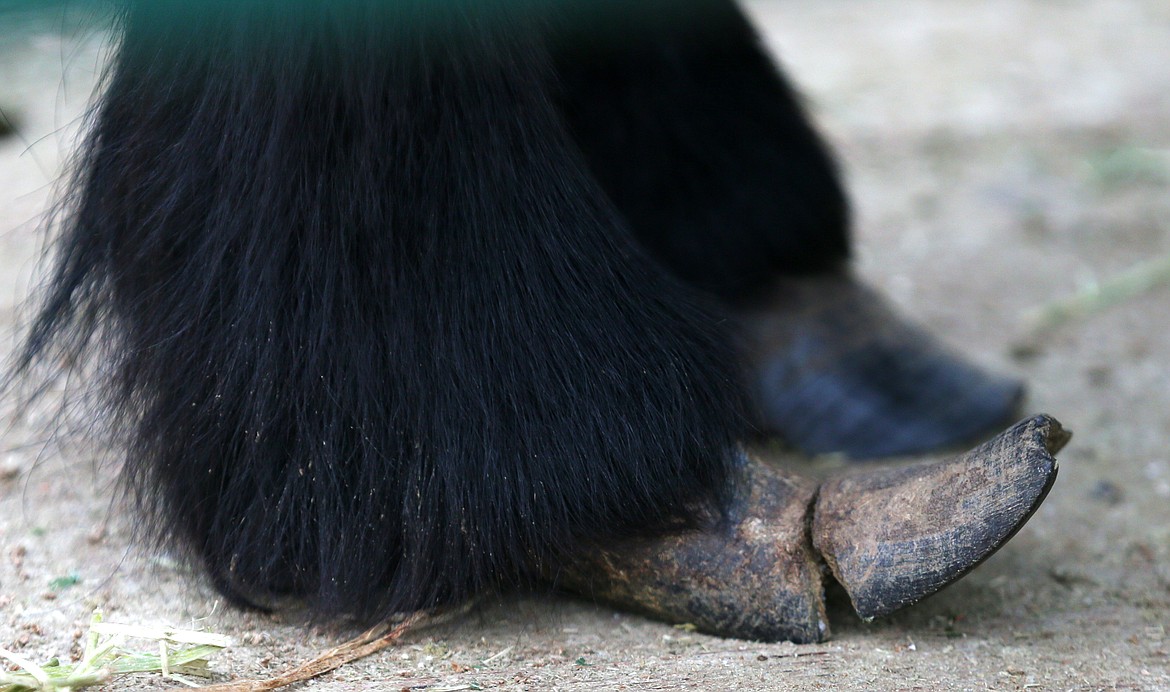 This overgrown hoof belongs to a small horse found on a Coeur d'Alene property where a man was arrested Wednesday. The pony, dogs and cats were found on the nearly 10-acre property, which law enforcement found to have no running water. A myriad of violations are being investigated.