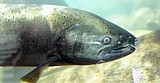 F&G will host chinook fisheries public meetings