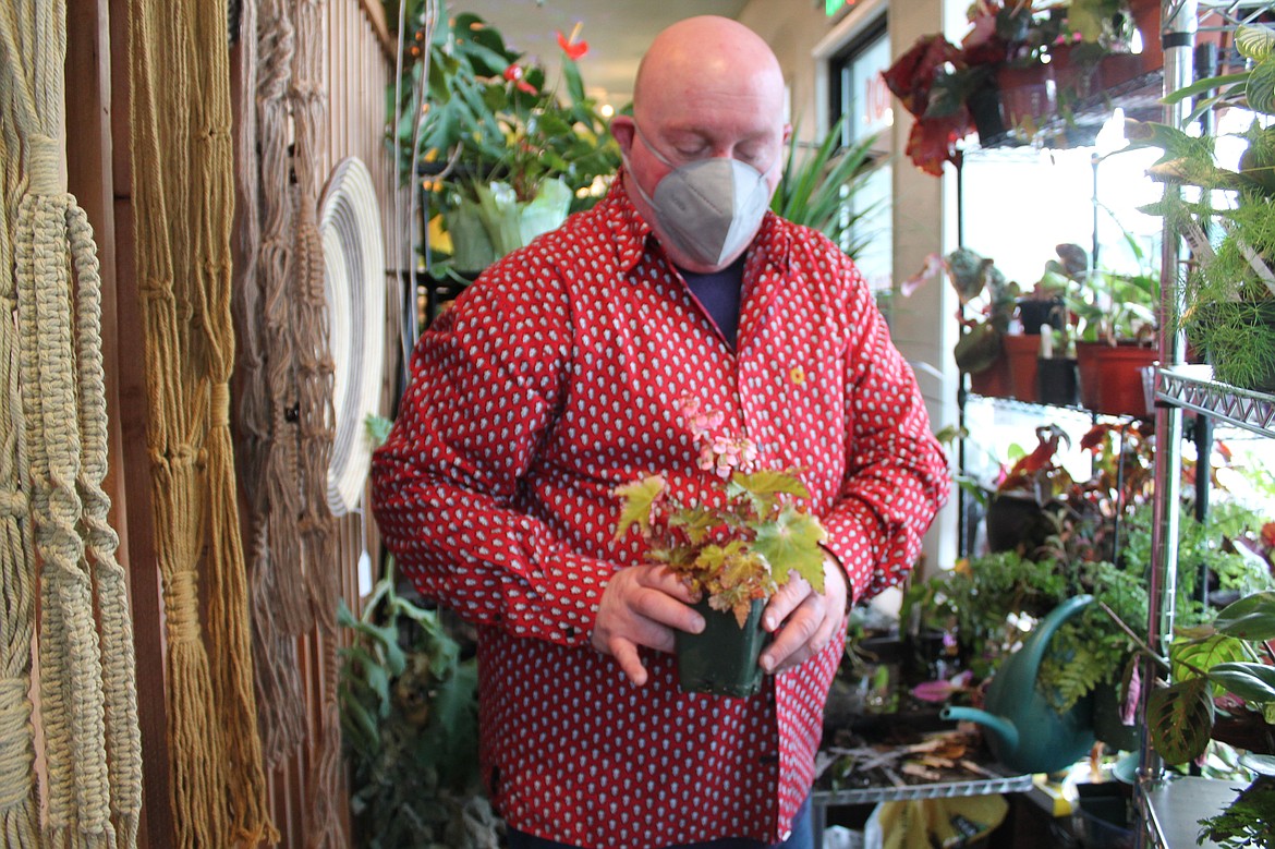 Bruce Bailey, owner of Roost Lifestyle in Moses Lake, shows one of the plants on display in his shop Wednesday.