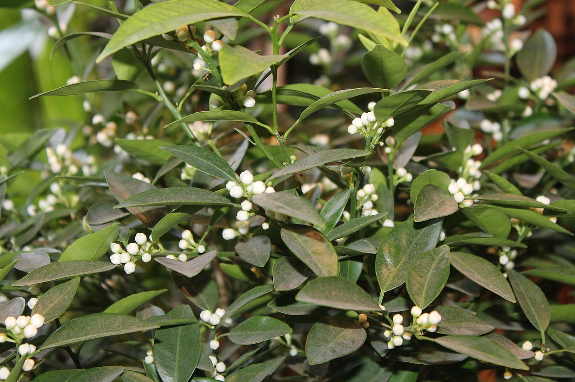 Blossoms are ready to open on a tangerine tree Wednesday at Roost Lifestyle in Moses Lake.