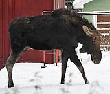Our Gem: There’s a moose on the loose in downtown Coeur d’Alene