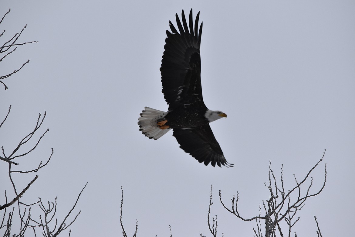 A bald eagle flies from a tree at West Beach Park in Soap Lake on Jan. 20. This photo was captured as it flew toward the north end of Soap Lake.