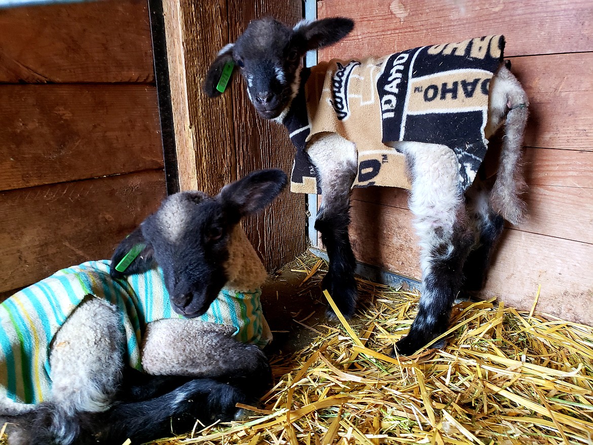 What bestdressed babies are wearing Coeur d'Alene Press