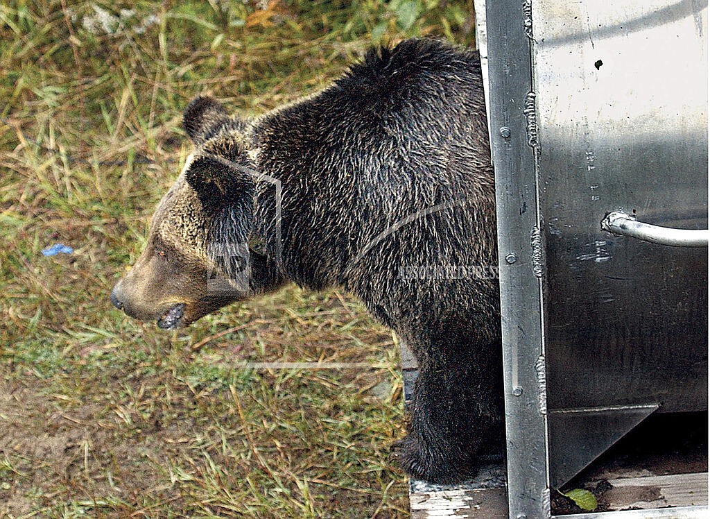 A female grizzly eyes her new habitat in the Cabinet Mountains of western Montana as she leaves a culvert trap on Oct. 2, 2005. The bear, trapped in the North Fork of the Flathead River drainage, Sept. 30, 2005, was transplanted to the Cabinet-Yaak ecosystem in order to help boost the struggling grizzly bear population. Montana wildlife officials on Tuesday, Dec. 14, 2021, advanced plans that could allow grizzly bear hunting in areas around Glacier and Yellowstone national parks, if states in the U.S. northern Rockies succeed in their attempts to lift federal protections for the animals. (Karen Nichols/The Daily Inter Lake via AP, File)