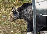 Beary close