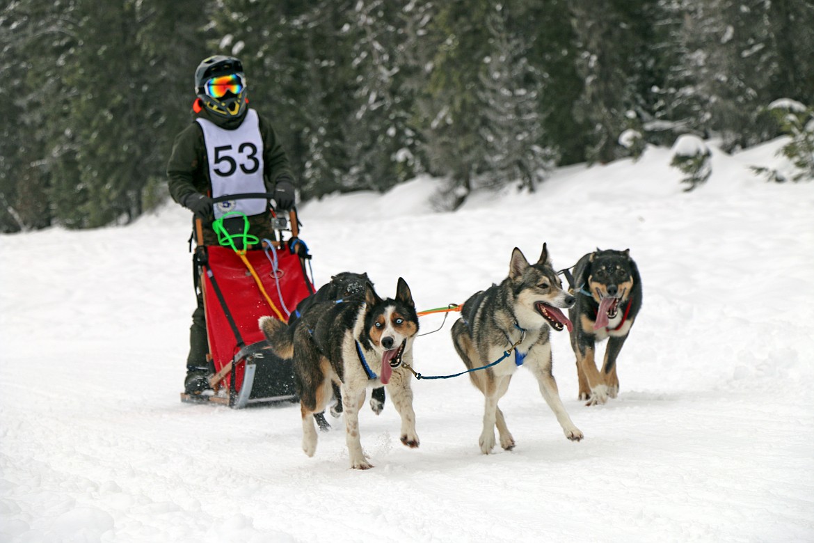 A racer guides their team toward the finish line at the annual Priest Lake Sled Dog Race on Sunday.