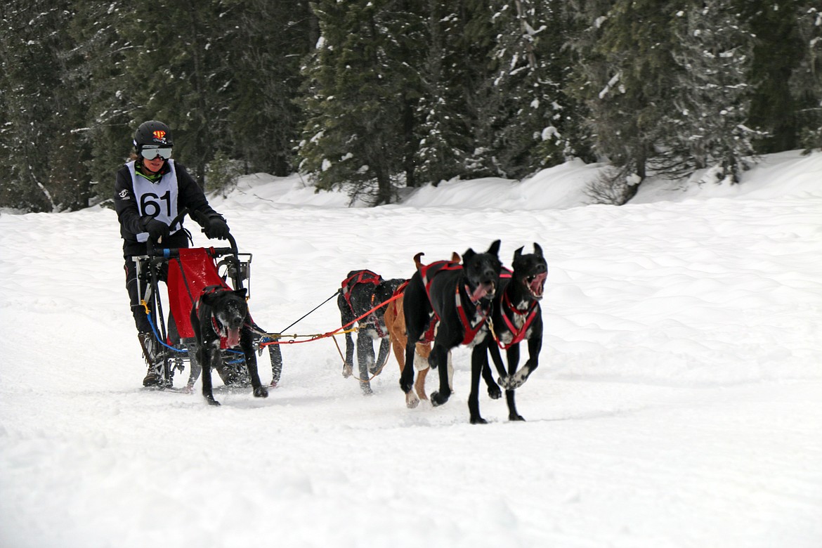 A racer guides their team toward the finish line at the annual Priest Lake Sled Dog Race on Sunday.