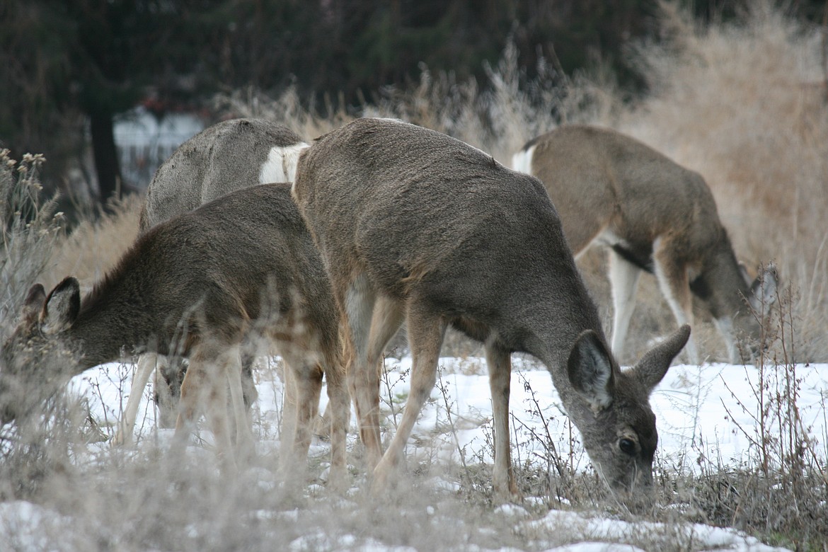 Deer graze in a sagebrush field on East Nelson Road in Moses Lake on Friday.