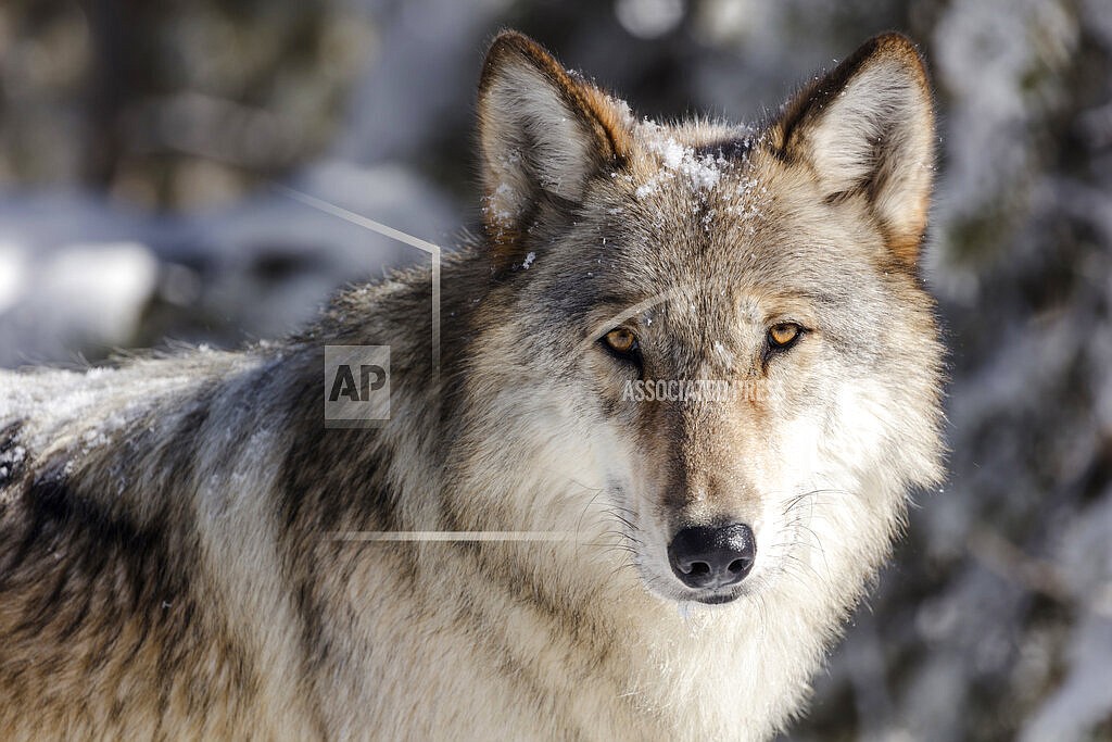 This Nov. 7, 2017, file photo, provided by the National Park Service shows a gray wolf in Yellowstone National Park, Wyo. A judge on Thursday, Feb. 10, 2022, has ordered federal protections for gray wolves across much of the U.S. after they were removed in the waning days of the Trump administration. U.S. District Judge Jeffrey White said in his ruling that the Fish and Wildlife Service failed to show wolf populations could be sustained in the Midwest and portions of the West without protection under the Endangered Species Act(Jacob W. Frank/National Park Service via AP, File)