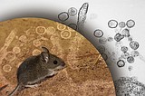 Montana Mice May Hold the Secret to Virus Spillover