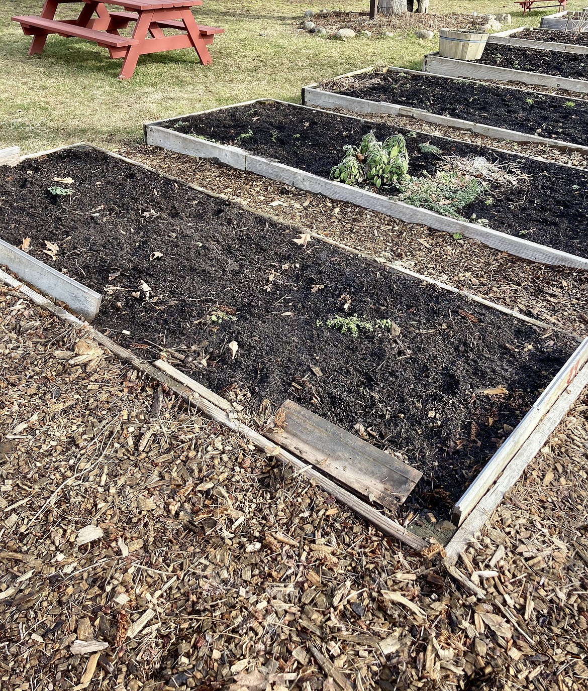 This photo shows where a garden bed has sunk into the ground at Shared Harvest Community Garden in Coeur d'Alene. The leaders of the nonprofit are looking to raise at least $8,500 to cover expenses to redesign the plots and build a new shed. HANNAH NEFF/Press