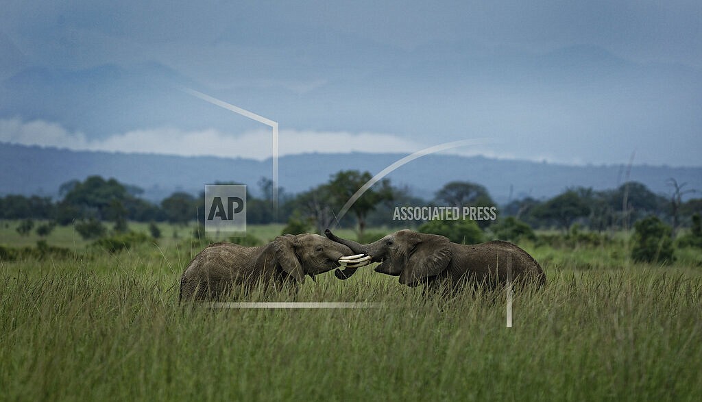 Two young elephants play in Mikumi National Park, Tanzania on Tuesday, March 20, 2018. According to a report released on Monday, Feb. 14, 2022, scientists found that most large ivory seizures between 2002 and 2019 contained tusks from repeated poaching of the same elephant populations. (AP Photo/Ben Curtis, File)