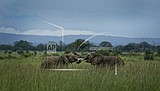 DNA analysis of elephant ivory reveals trafficking networks