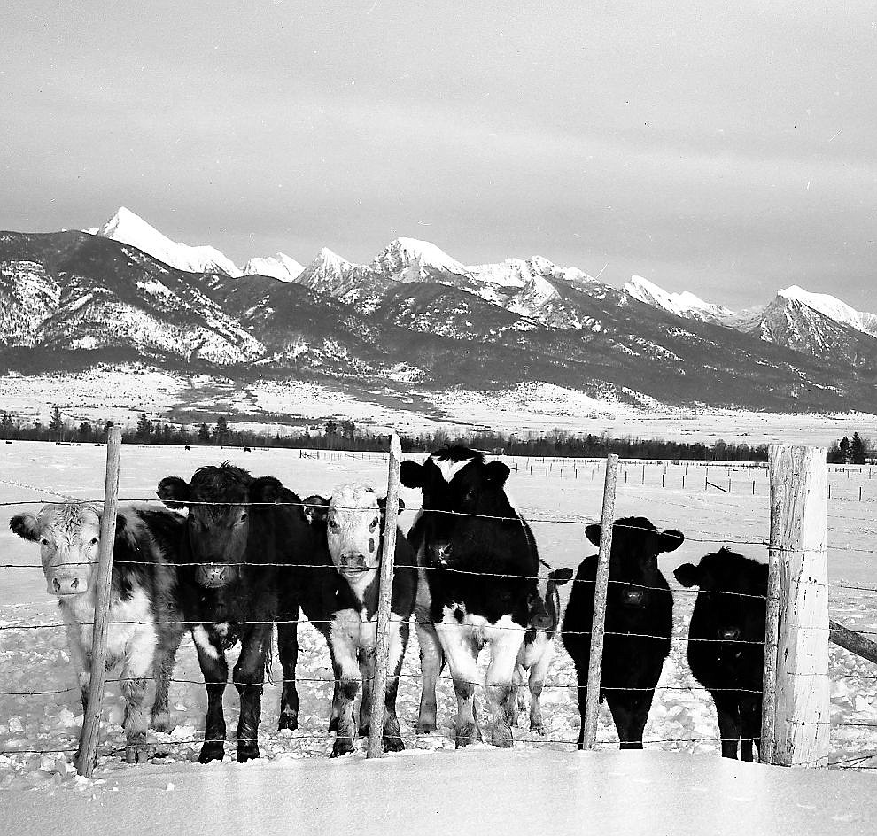 Steers and the Missions Mountains, 1952. (Mel Ruder photo)
