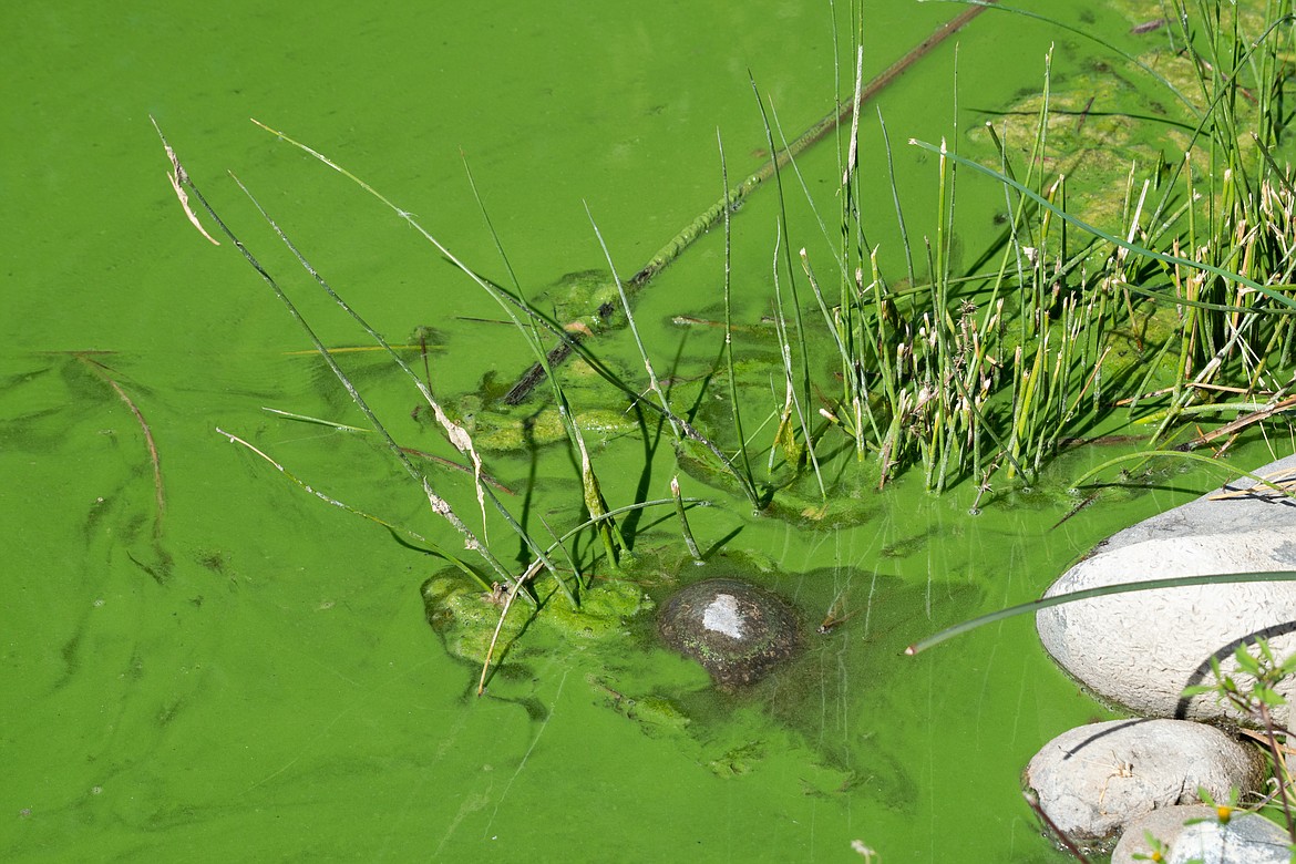 Algae blooms in the water along the shore of the Rocky Ford Arm of Moses Lake in September 2018.