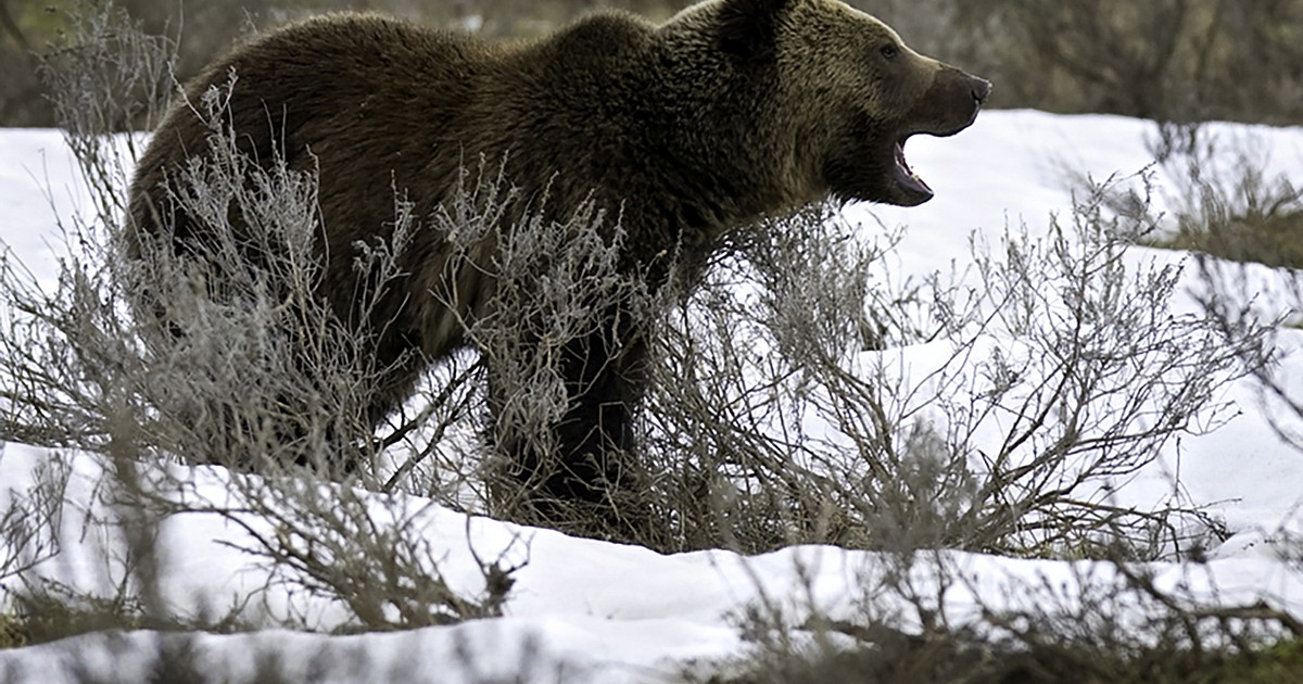 Bears In Montana